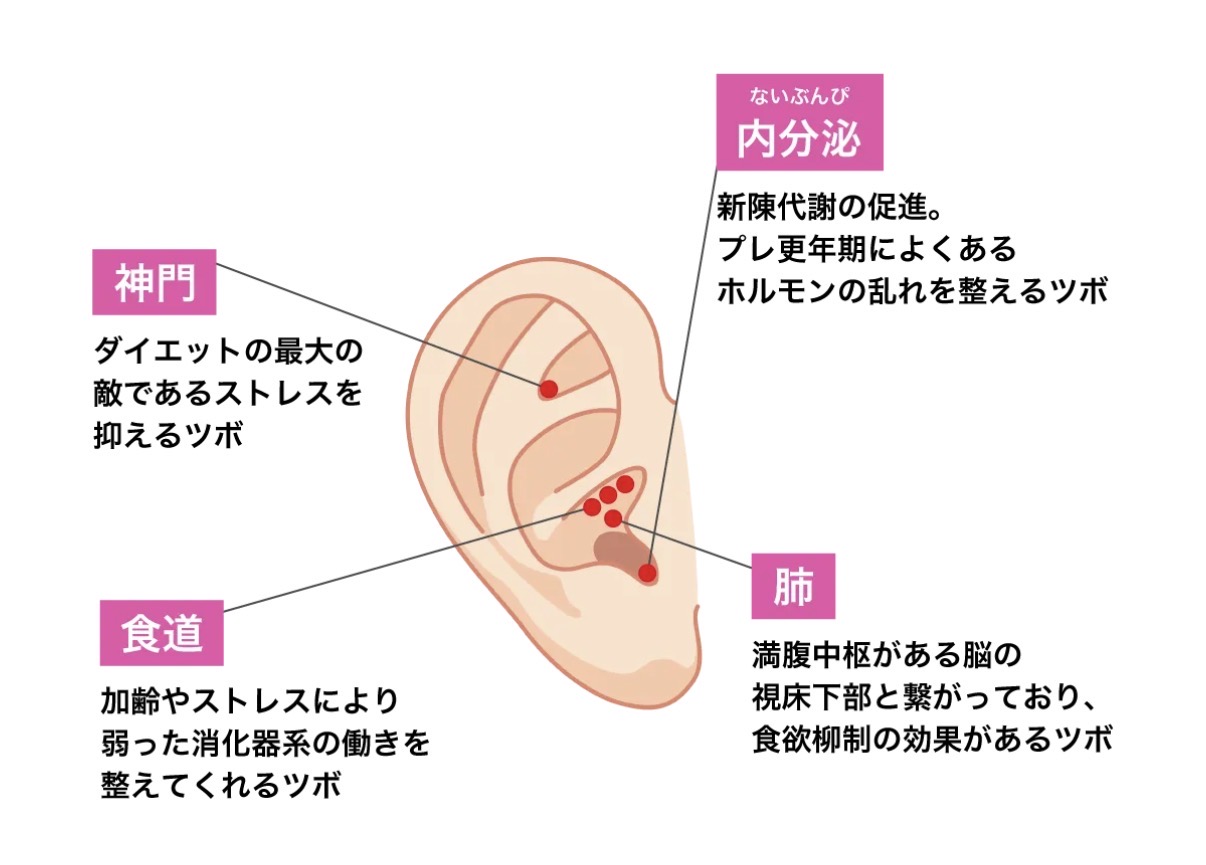 ダイエットをサポートする耳つぼの図解